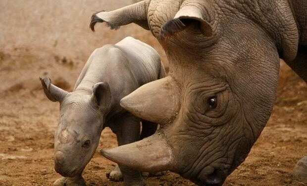 WORLD RHINO DAY – 1300 ANIMALS KILLED LAST YEAR