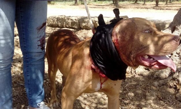 ANGELO IS THE NAME OF A YOUNG PITTBULL TO WHOM SOMEONE CUT THE EARS WITH SCISSORS: THE DOG WAS RESCUED BY OIPA ECO-ZOOPHILOUS GUARDS AND NOW HE NEEDS YOUR HELP