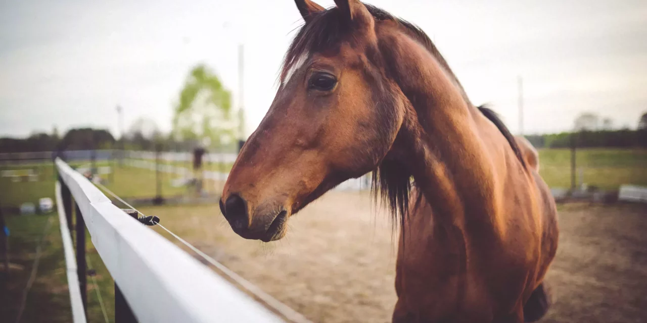 HORSE’S JUMPS RACING OF DEATH