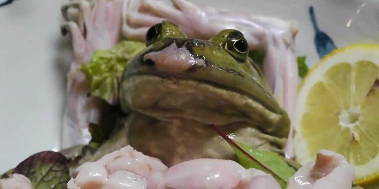 FROG SASHIMI – STOP THIS CRUEL AND UNRESPECTFUL PRACTICE