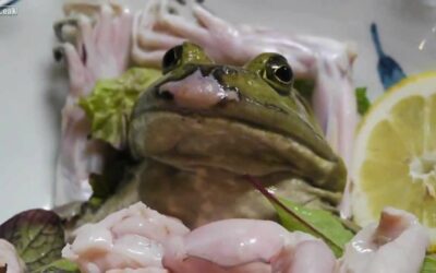 FROG SASHIMI – STOP THIS CRUEL AND UNRESPECTFUL PRACTICE