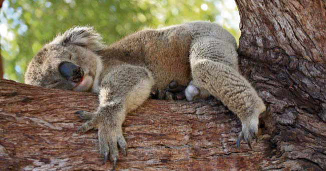 EUCALYPTUS AND KOALAS IN DANGER DUE TO CLIMATE CHANGE