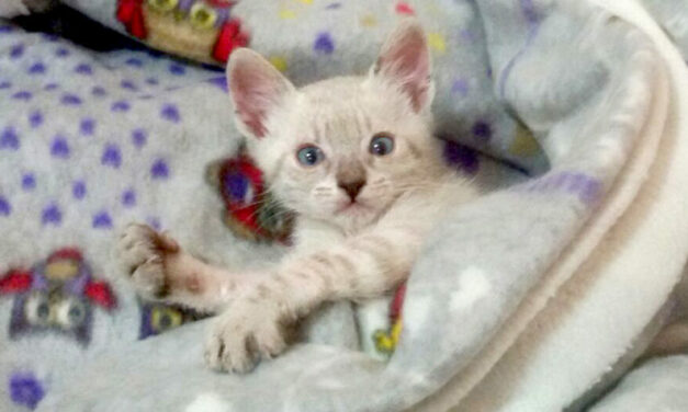 OZZY – AT 40 DAYS OLD HE WAS RESCUED BY OIPA VOLUNTEERS