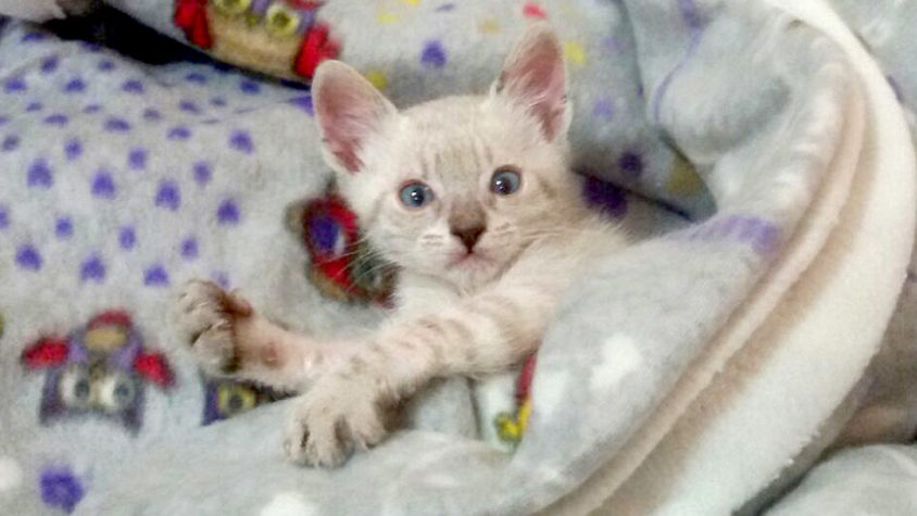 OZZY – AT 40 DAYS OLD HE WAS RESCUED BY OIPA VOLUNTEERS