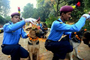 11-10-15-kukur-tihar-festival-in-nepal8