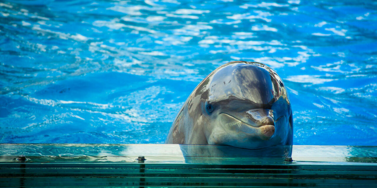 NEW DOLPHINARIUM OPENED IN SCOTTSDALE, ARIZONA: SEND A LETTER OF PROTEST!