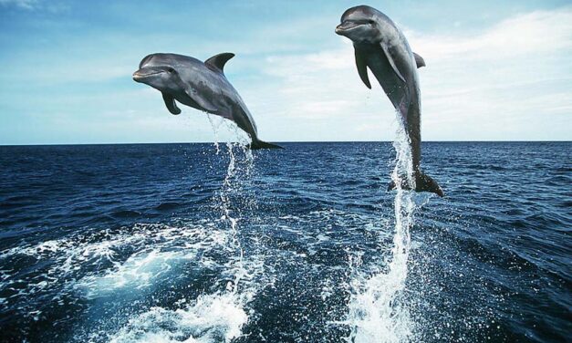 ABOUT DOLPHINS