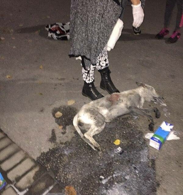 OHRID, MACEDONIA – POISONED DOGS DIED