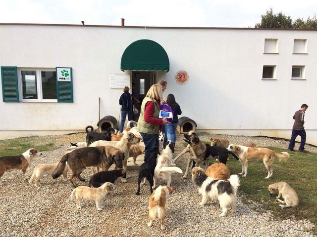 GREAT VICTORY FOR OIPA SWITZERLAND – STRAY COCO The Veterinary Chamber of Kosovo AGREED TO CNVR PROJECT!