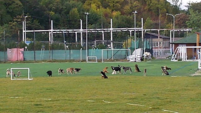 KOSOVO ANIMAL WELFARE FRAMEWORK