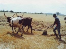 ANIMAL CRUELTY IN CAMEROON
