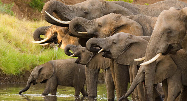 JOHANNESBURG: CITES OUTCOMES – GOOD AND BAD NEWS FOR WILDLIFE