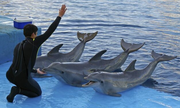 Towards the End of Dolphin Shows? Mexico Approaches a 2026 Legislative Turning Point