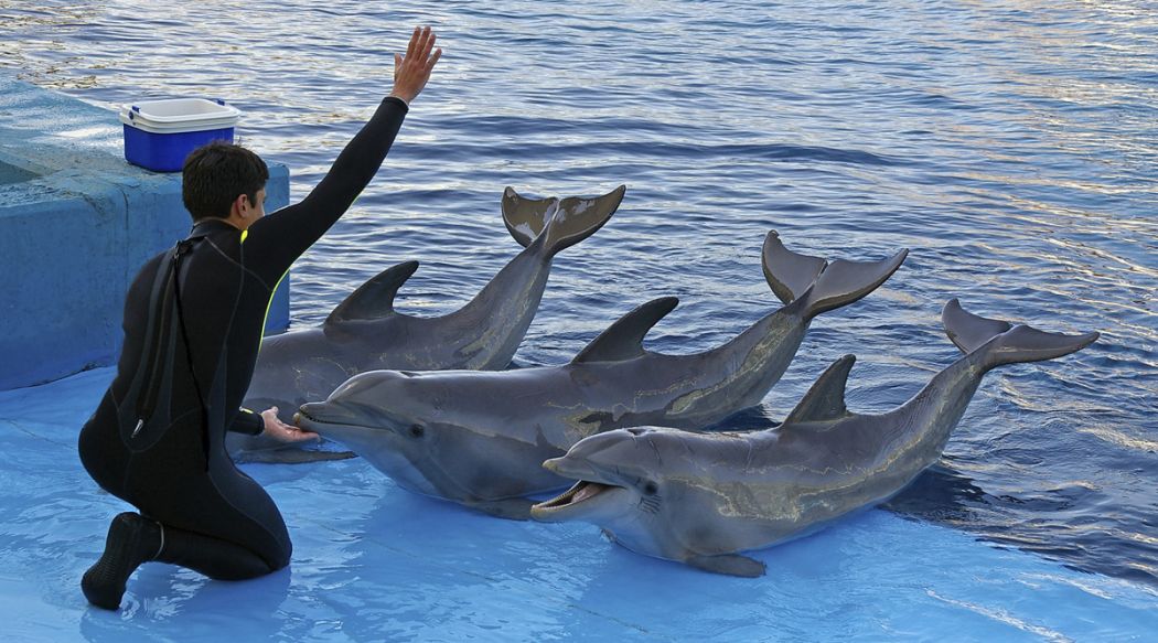 Towards the End of Dolphin Shows? Mexico Approaches a 2026 Legislative Turning Point