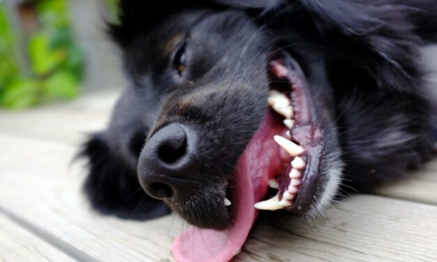 THE TRUTH ABOUT YOUR DOG
