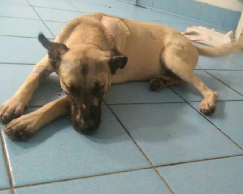 15 BULLETS, 15 SHOTGUN BLASTS HIT AN HELPLESS PUPPY. OIPA VOLOUNTEERS REPORT THE CRIME AGAINST LEADY. NOW HE’S LOOKING FOR A GOOD FAMILY.