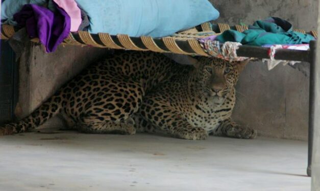 LEOPARD BRUTALLY KILLED BY GURGAON VILLAGERS AFTER IT MAULS NINE PEOPLE