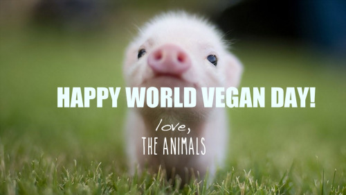 November, 1st: WORLD VEGAN DAY