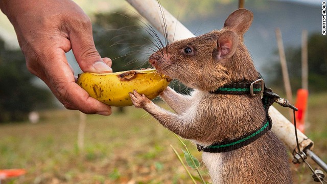 WORLD’S BEST FRIEND? IT MIGHT BE THE RAT!