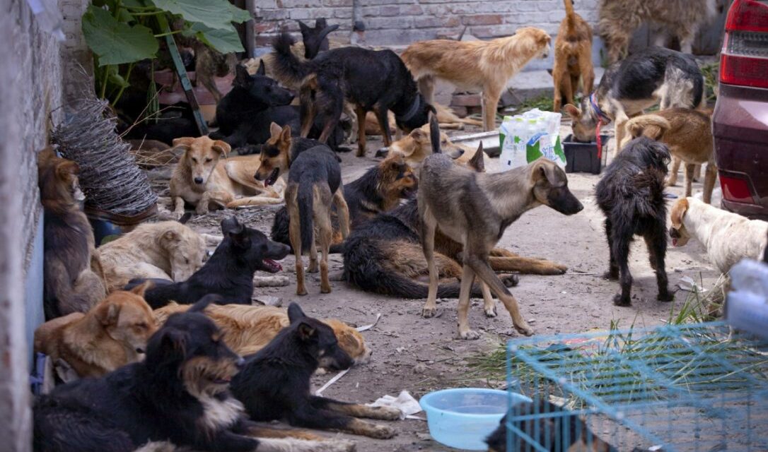 Dog meat threatening Public Health in China