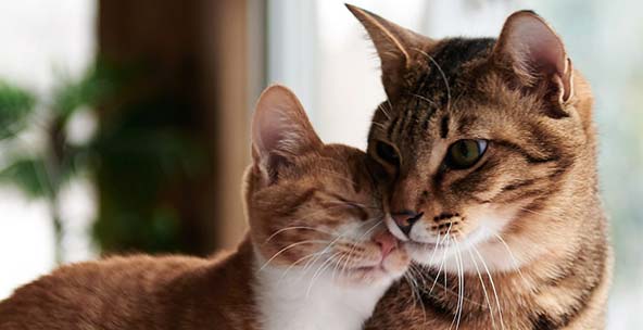 THE TRUTH ABOUT YOUR CAT
