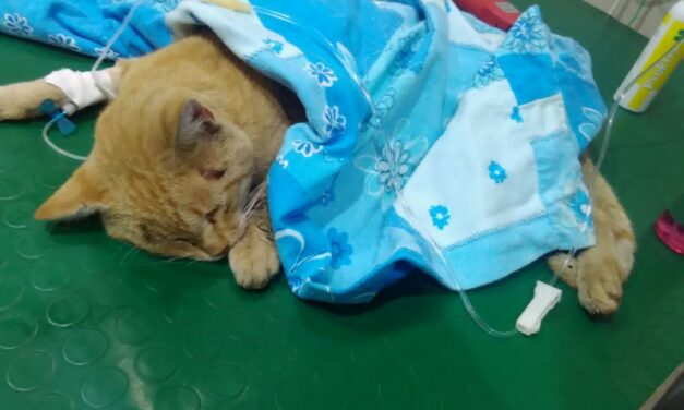 15 BULLETS, 15 SHOTGUN BLASTS HIT AN HELPLESS PUPPY. OIPA VOLOUNTEERS REPORT THE CRIME AGAINST LEADY. NOW HE’S LOOKING FOR A GOOD FAMILY.