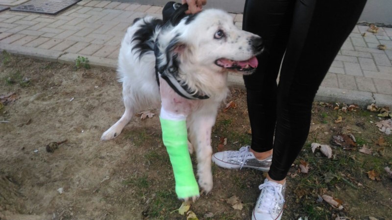 HE’S CRAWLING, BUT HE STILL WAGS ITS TAIL AND SMILES HAPPY: RINGO, RAN OVER BY HIS OWNER AND IGNORED