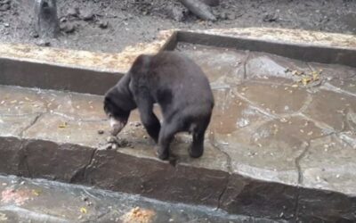 BANDUNG ZOO, INDONESIA – OIPA ASKS TO THE GOVERNMENT to enforce its own standards for zoo licencing – SIGN THE PETITION!