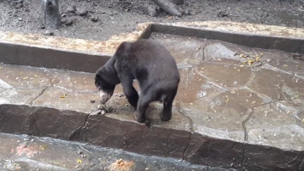 BANDUNG ZOO, INDONESIA – OIPA ASKS TO THE GOVERNMENT to enforce its own standards for zoo licencing – SIGN THE PETITION!