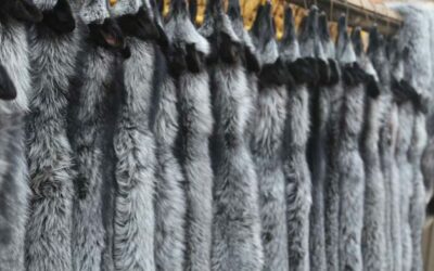 OIPA INDIA GREAT VICTORY! INDIA TAKES A REAL STEP TOWARDS PROTECTION OF WILD ANIMALS, BANS IMPORT OF FOX FUR