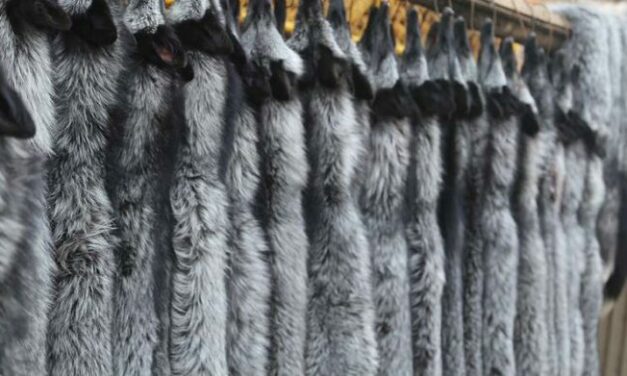 OIPA INDIA GREAT VICTORY! INDIA TAKES A REAL STEP TOWARDS PROTECTION OF WILD ANIMALS, BANS IMPORT OF FOX FUR