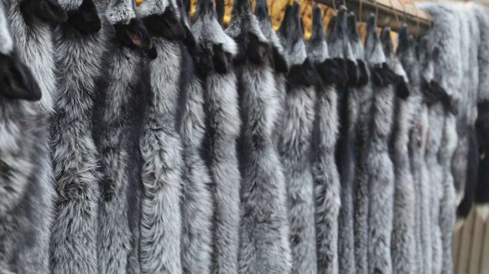 OIPA INDIA GREAT VICTORY! INDIA TAKES A REAL STEP TOWARDS PROTECTION OF WILD ANIMALS, BANS IMPORT OF FOX FUR