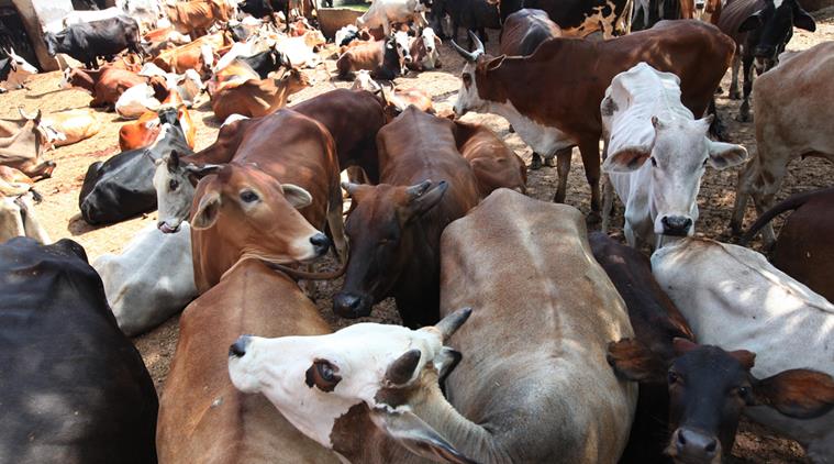 BREAKING! Uttarakhand HC: Animals are “legal entity”