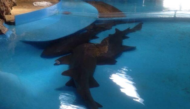 CURAÇAO SEA AQUARIUM, SHARKS KEPT IN FEW CENTIMETERS OF WATER