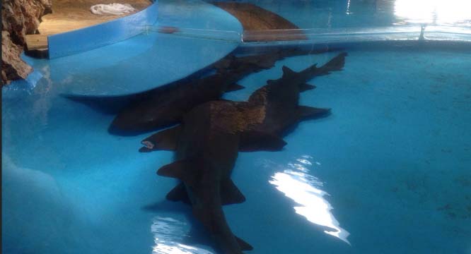 CURAÇAO SEA AQUARIUM, SHARKS KEPT IN FEW CENTIMETERS OF WATER