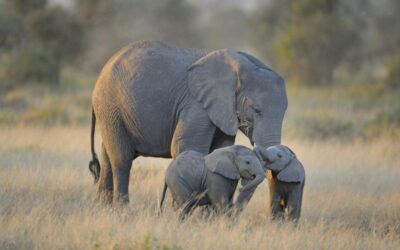 ZIMBABWE SEND 35 LIVE ELEPHANTS TO WILDLIFE PARKS IN CHINA