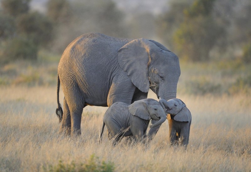ZIMBABWE SEND 35 LIVE ELEPHANTS TO WILDLIFE PARKS IN CHINA