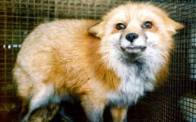 Fur Free Europe: Delayed EU Decision Raises Serious Concerns for Animal Welfare