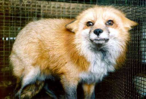 Fur Free Europe: Delayed EU Decision Raises Serious Concerns for Animal Welfare