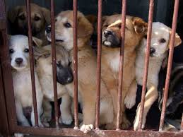 DON’T SHOP, ADOPT!