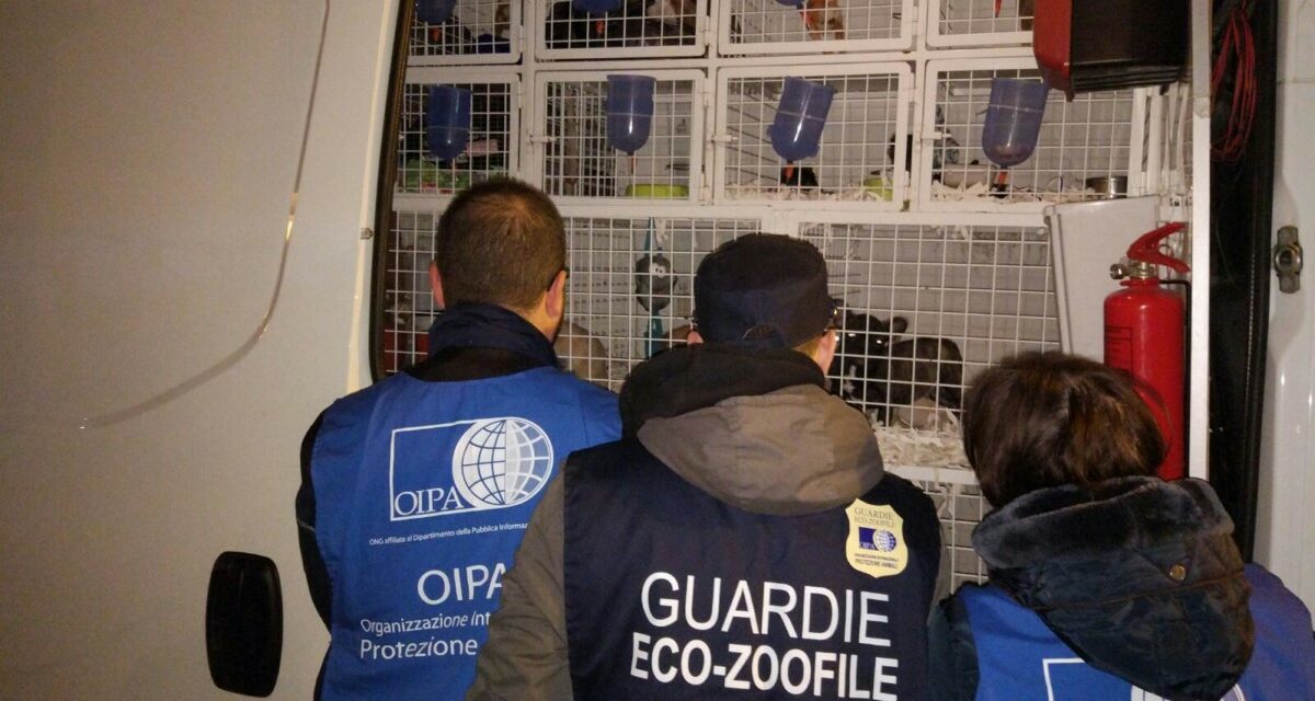 32 BREED PUPPIES FACED AN HELLISH JOURNEY TO REACH ITALY AND BE SOLD. RESCUED BY CUSTOMS OFFICERS AND OIPA GUARDS.