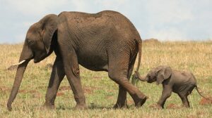 www-newzimbabwe-comnewsimagesnews_belephant-baby550-582840604807e3c7960338cfda865d370b259ae2