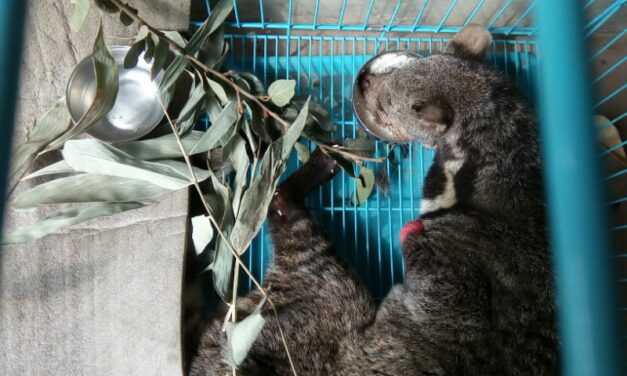 25th February – NEPAL, LARGED INDIAN CIVED RESCUED BY OIPA VOLUNTEERS. THE ANIMAL, BADLY INJURED, STILL NEEDS YOUR HELP