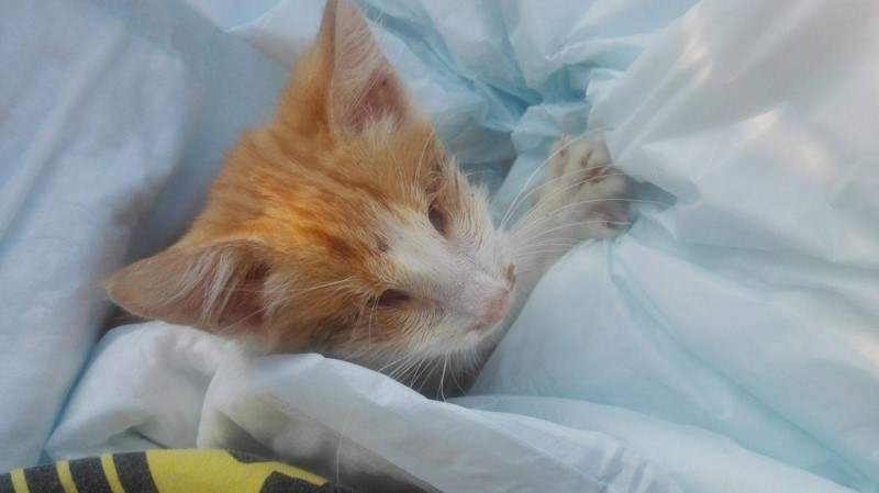 Pedro, fragile puppy rescued by the OIPA Blue Angels, was born blind