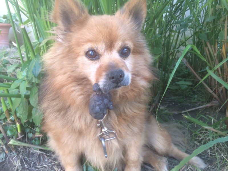 ABANDONED LIKE A PAIR OF OLD SHOES, OIPA VOLUNTEERS FOUND HIM ALONG THE STREET AND SAVED HIM: PIO, POOR LITTLE THING