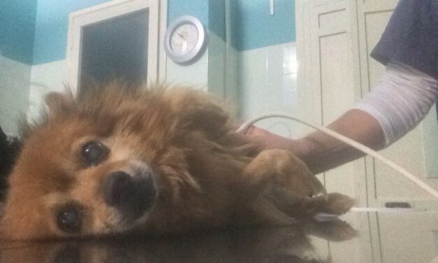 STRAYCOCO IS NOW BUILDING THE FIRST ANIMAL CLINIC IN KOSOVO!