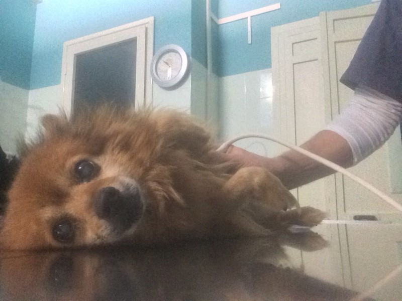 STRAYCOCO IS NOW BUILDING THE FIRST ANIMAL CLINIC IN KOSOVO!