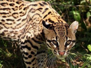 baby-ocelot