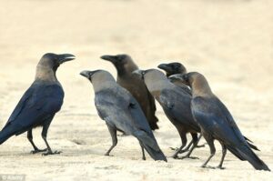crows
