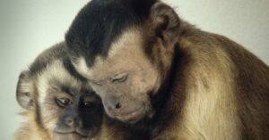 monkeys